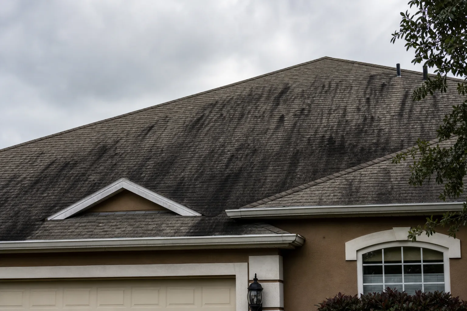 Before roof soft wash: black algae streaks on Jacksonville asphalt shingles