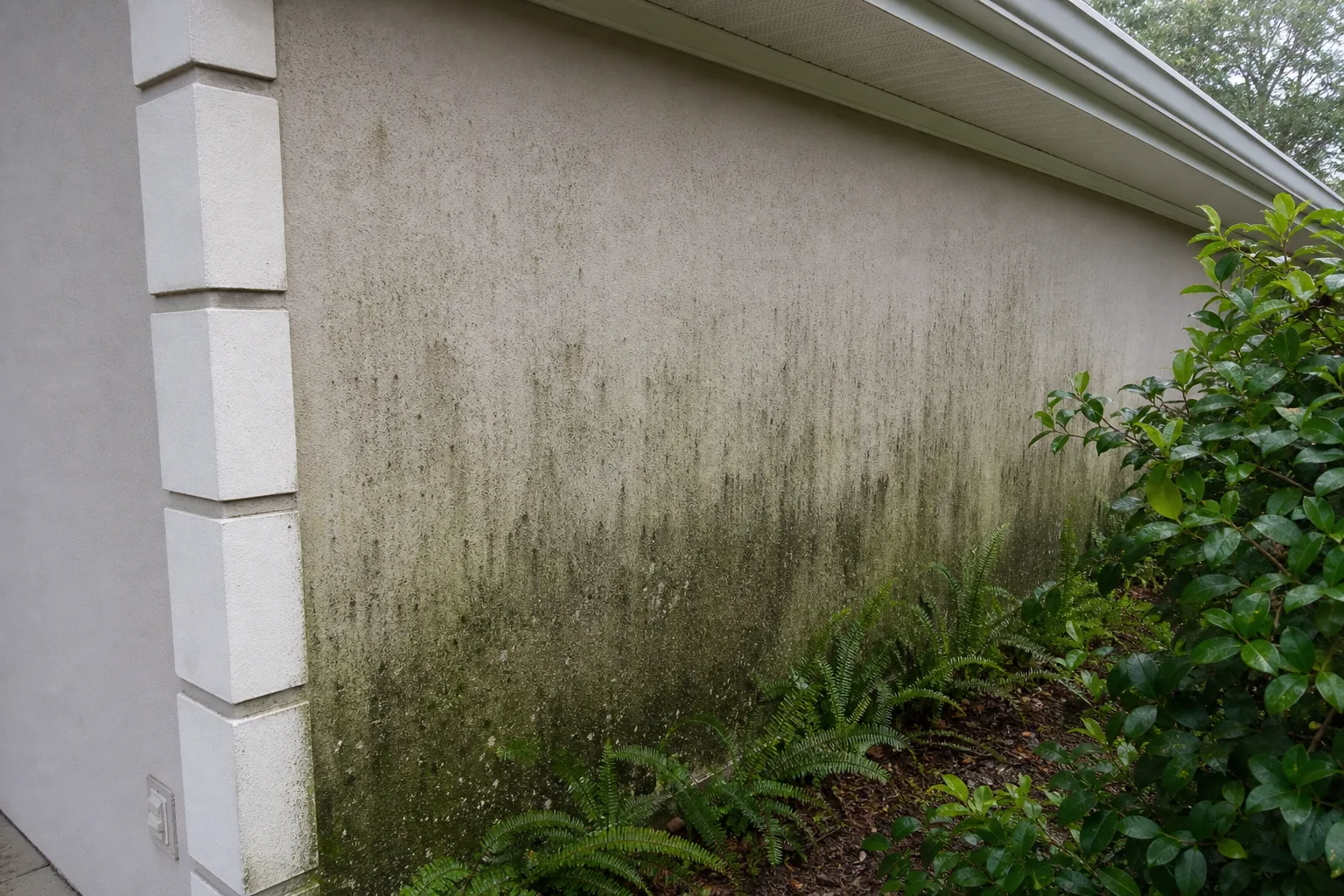 Before house soft washing with green algae on Jacksonville siding